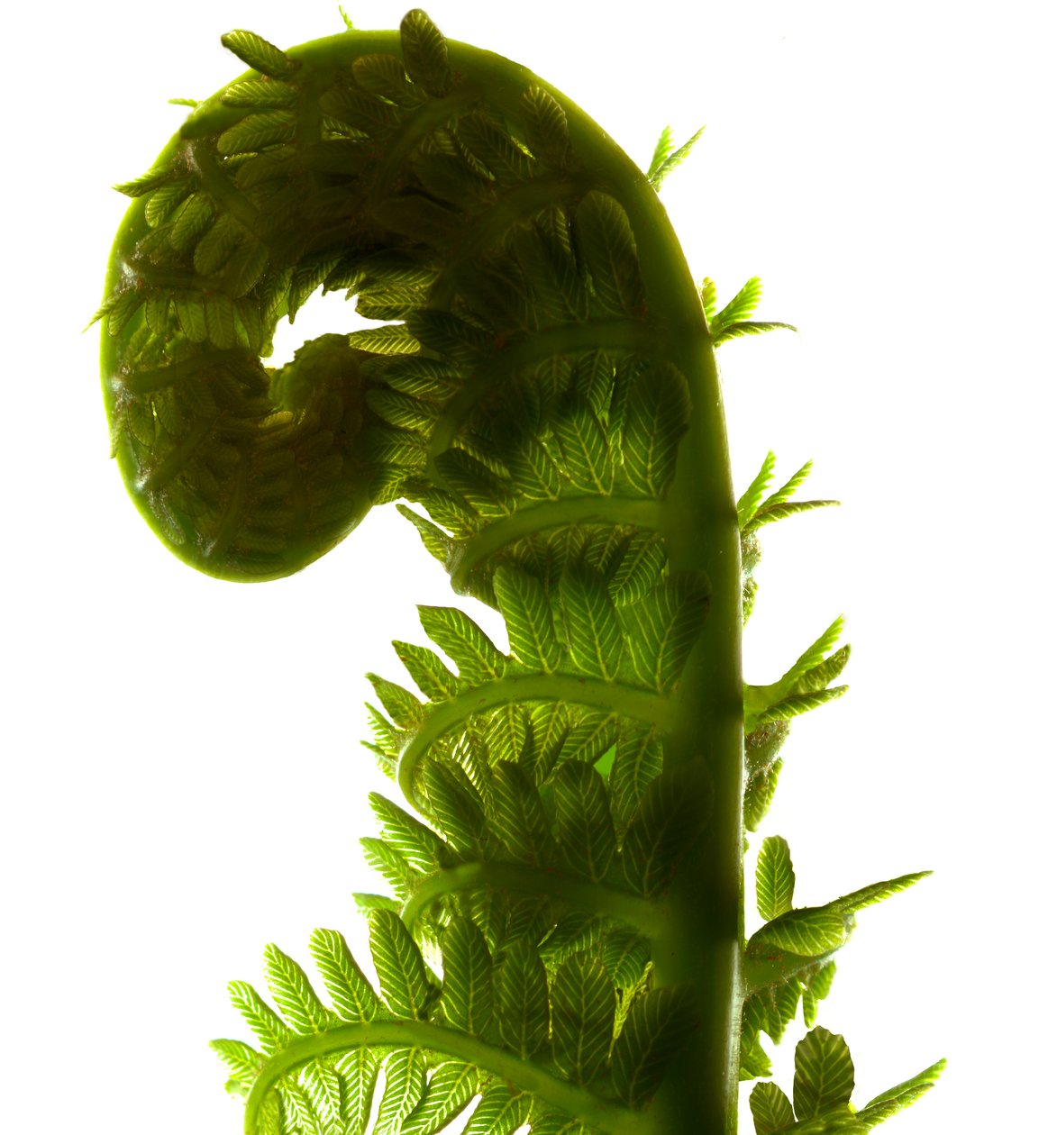 Fern Curve, 2009, (digital photogram, impressão digital original) de Julia McLemore