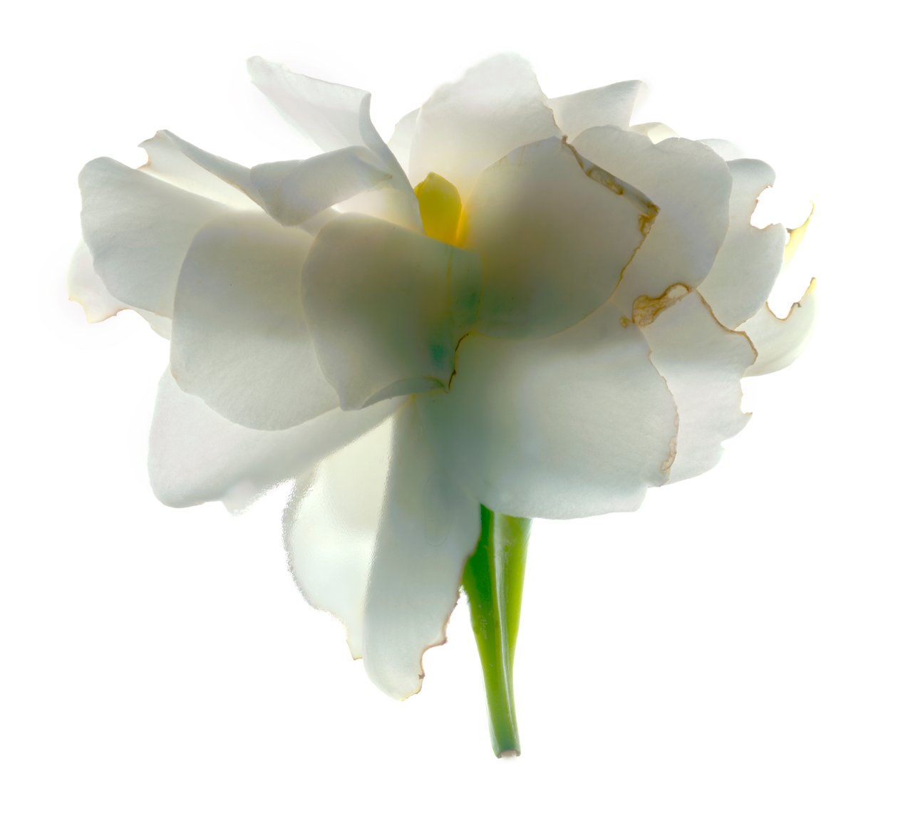 Gardenia Float, 2011, (digital photogram, impressão digital original) de Julia McLemore