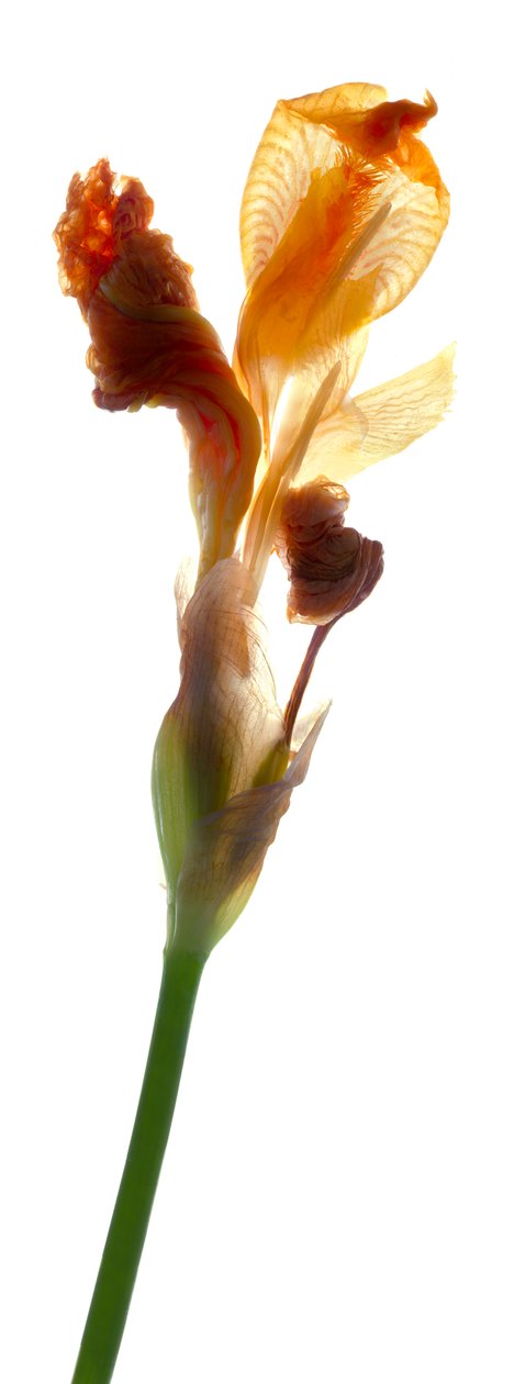 Íris amarela, 2011, (fotograma digital, impressão original digital) de Julia McLemore