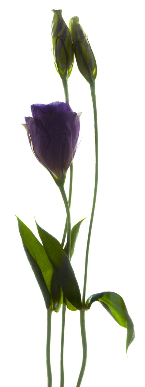 Lisianthus Duo (fotograma digital, impressão original digital) de Julia McLemore