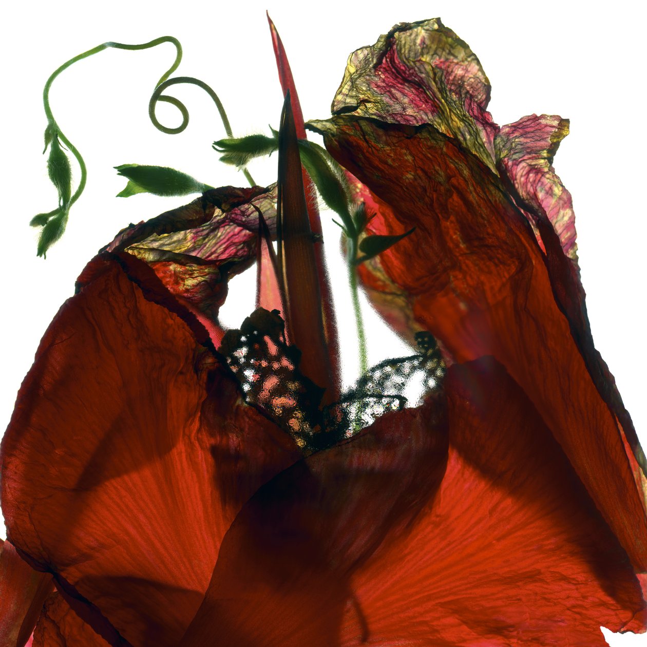 Morning Glory Canna Red (fotograma digital, impressão original Digital) de Julia McLemore