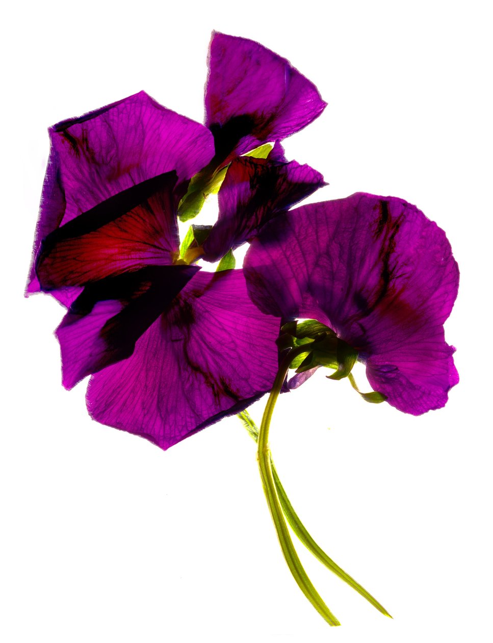 Pansies III (fotograma digital, impressão original digital) de Julia McLemore