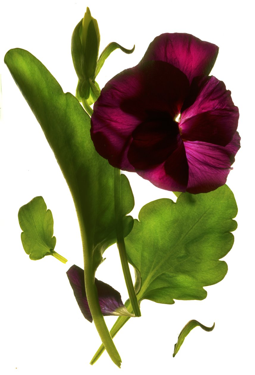 Pansy Purple, 2014, (digital photogram, impressão digital original) de Julia McLemore