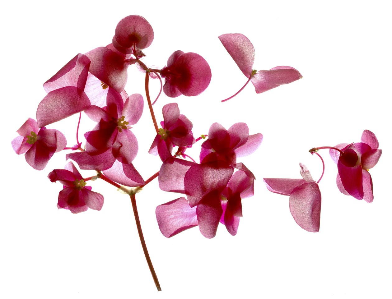 Begónia cor-de-rosa mim (photogram digital, cópia original digital) de Julia McLemore
