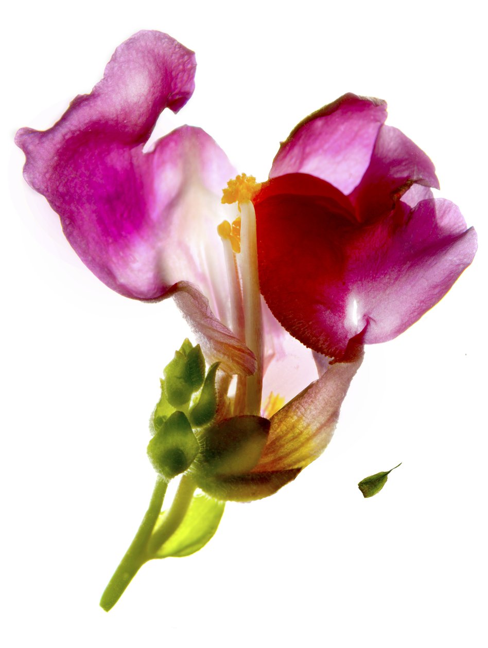 Snapdragon Pink (digital photogram, impressão digital original) de Julia McLemore