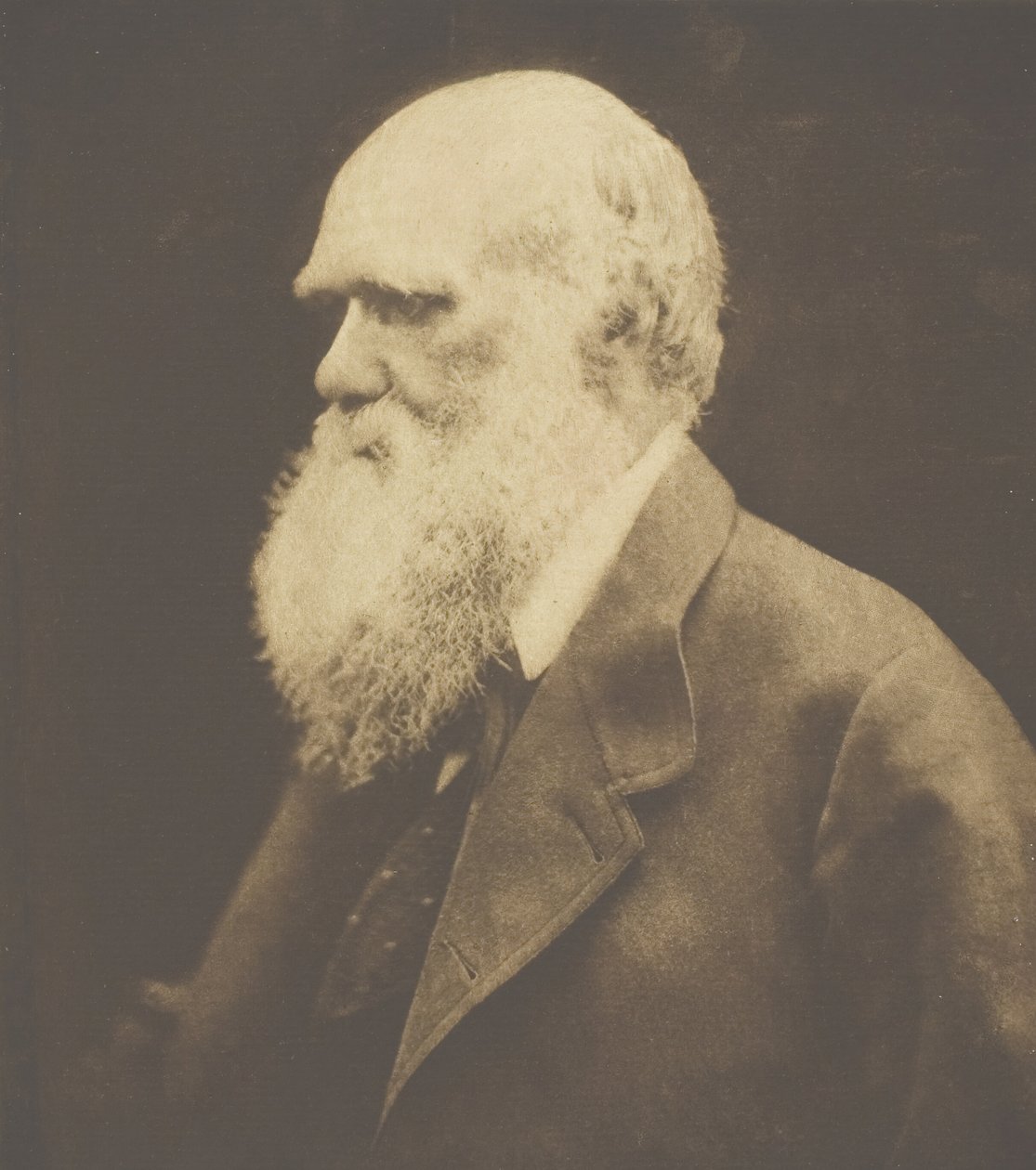 Charles Darwin, 1868, impresso c. 1893. de Julia Margaret Cameron