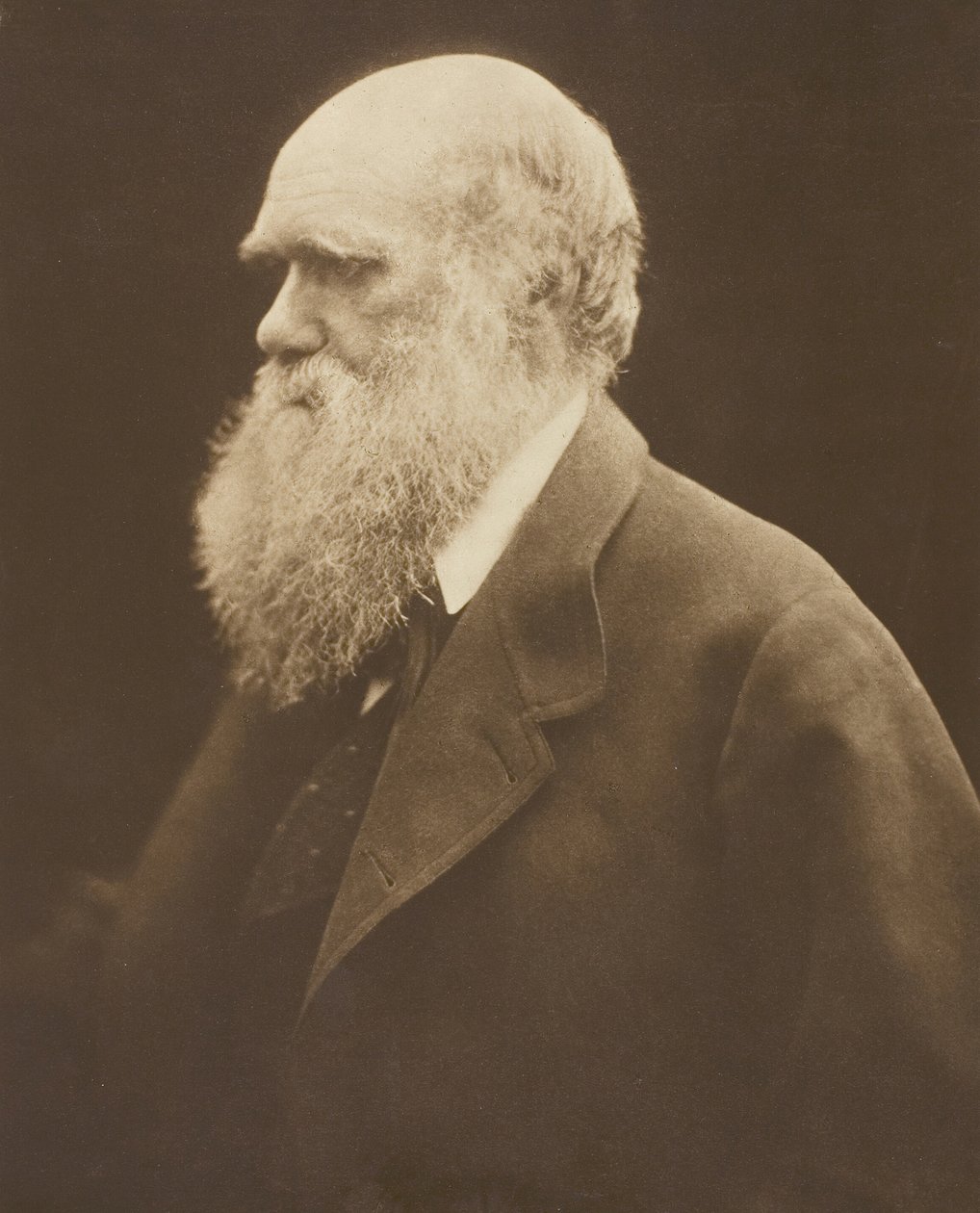 Charles Darwin, c. 1868, impresso em 1875. de Julia Margaret Cameron
