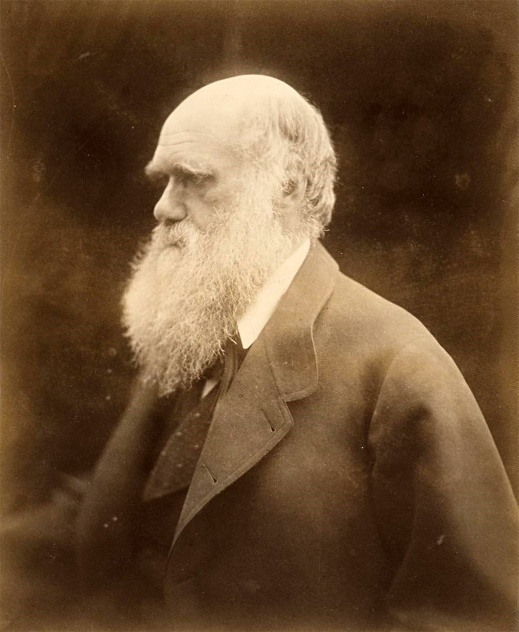 Retrato de Charles Darwin, 1868 de Julia Margaret Cameron