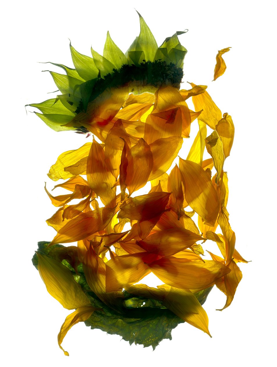 Girassol de Chiquita (fotograma digital, cópia original digital) de Julia McLemore