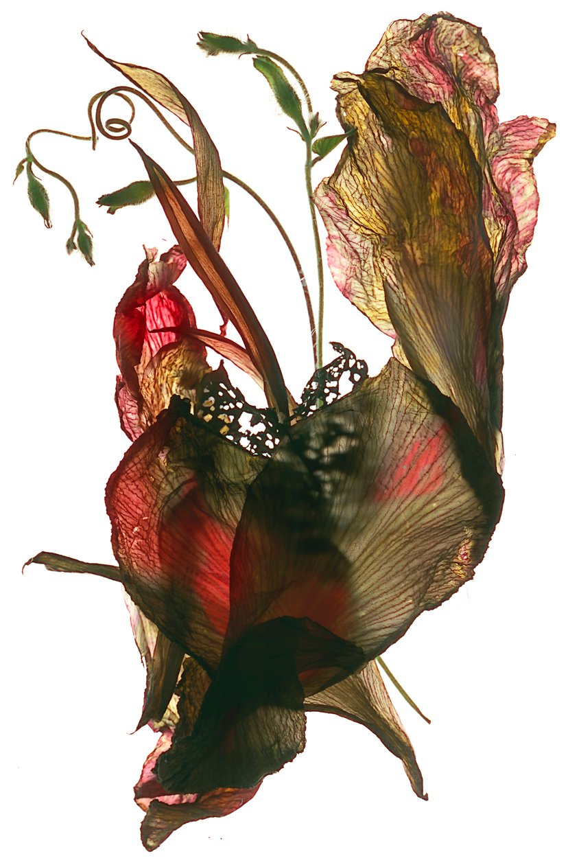 Morning Glory Canna Heart, 2012, (fotograma digital) de Julia McLemore