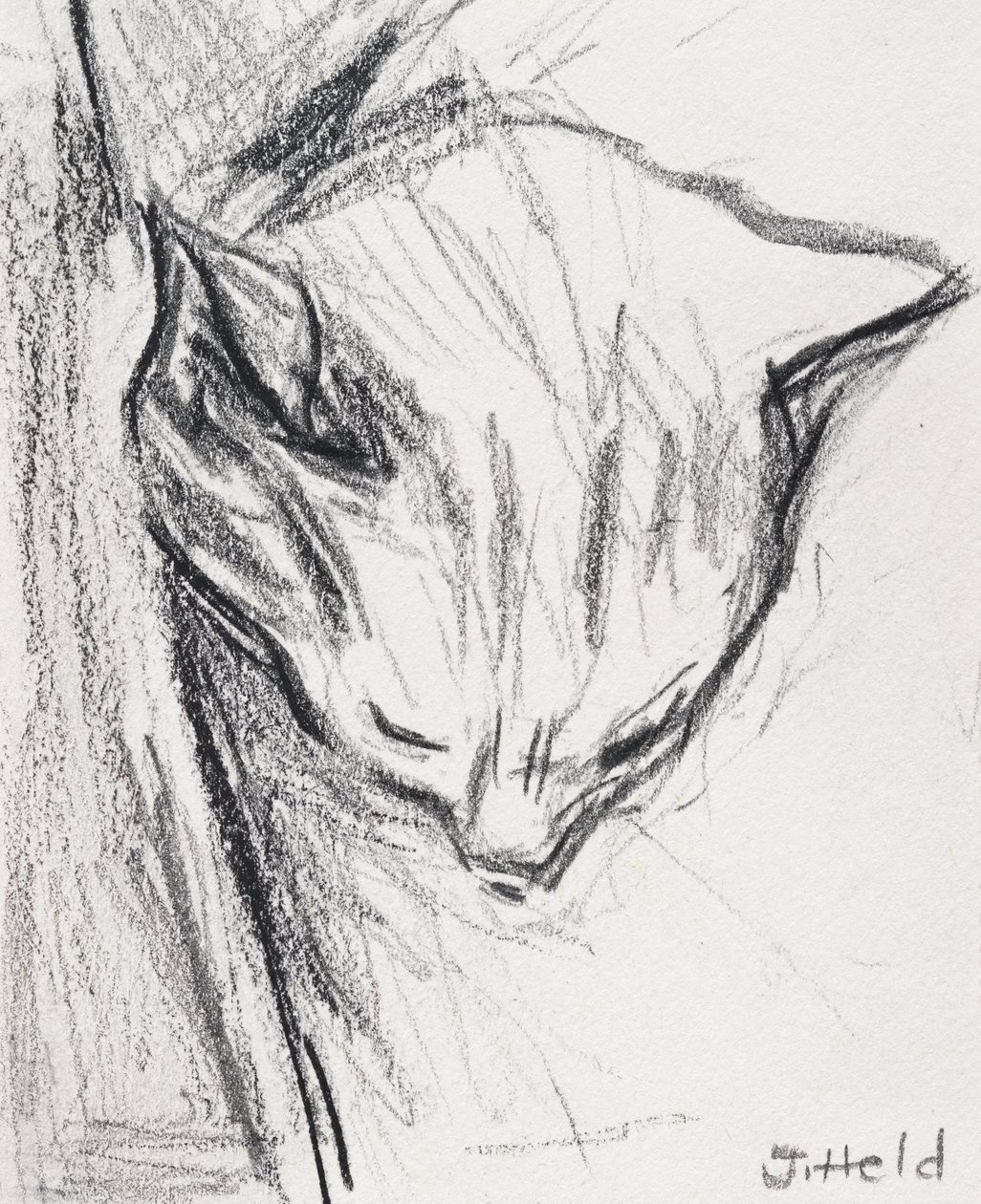 Gato dormindo, 2015, (lápis) de Julie Held