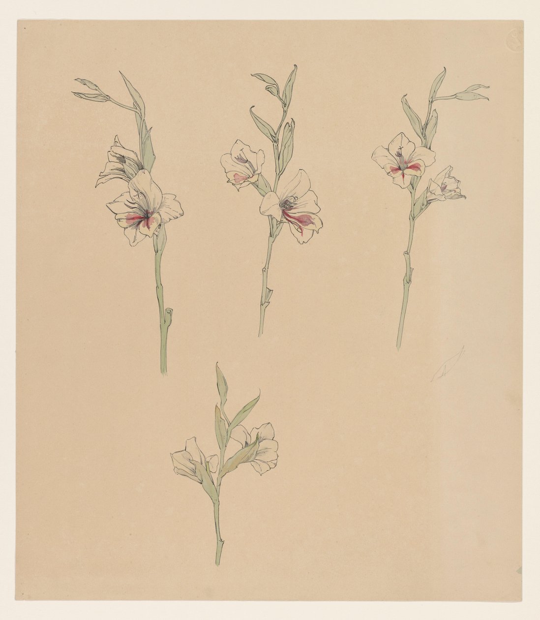 Estudos de flores de Julie de Graag