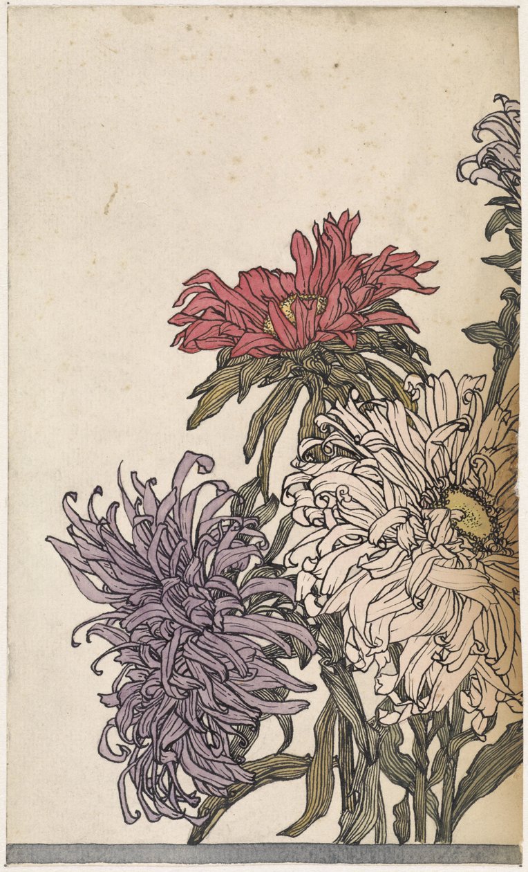 Chrysanten de Julie de Graag