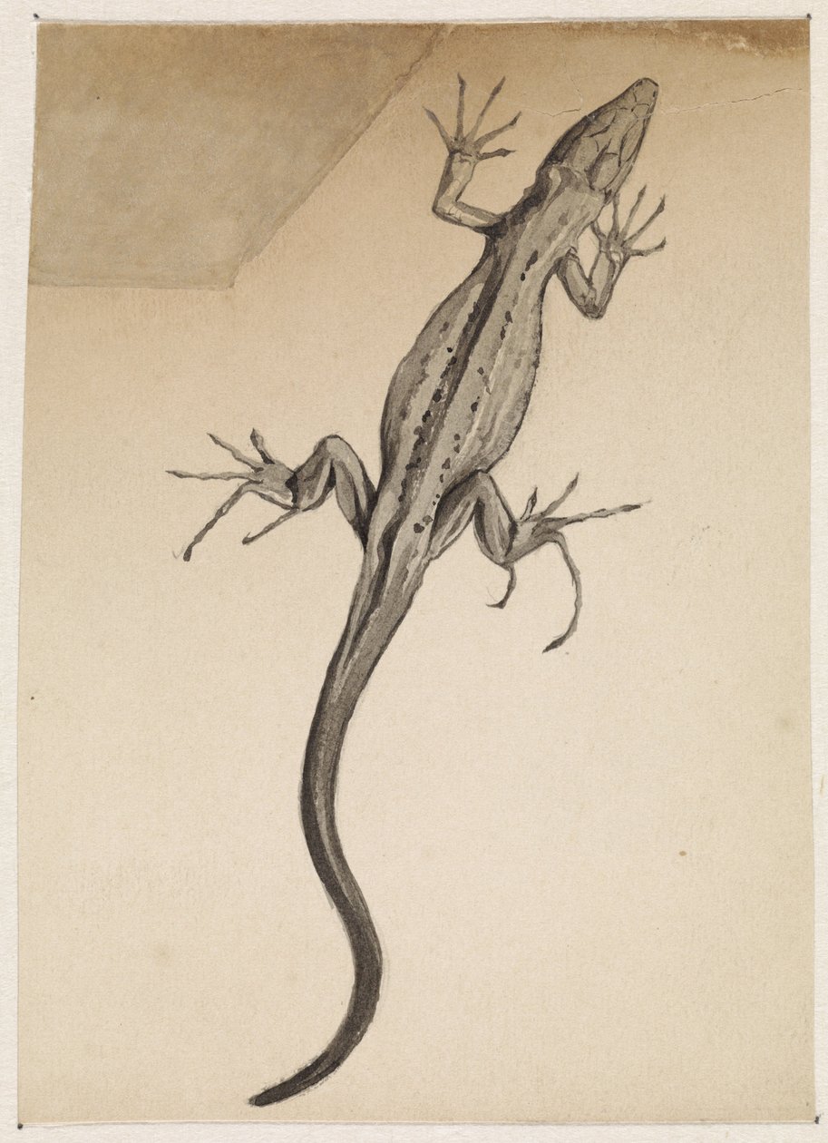 Lagarto de Julie de Graag