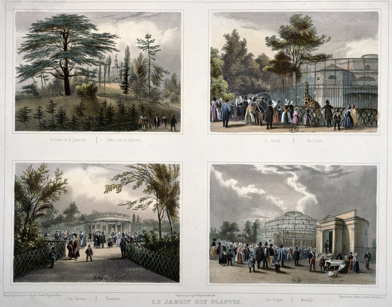 O Jardin des Plantes de Paris: Cedro e o Labirinto, A Girafa, Faisões, Macacos de Jean Jacottet