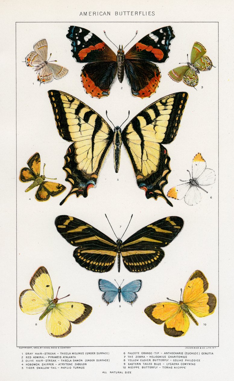 Borboletas Americanas por Julius Bien de Julius Bien