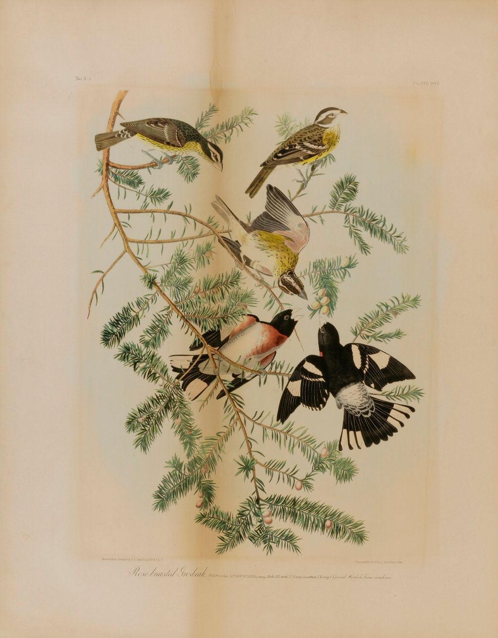 Bico-grossudo-de-peito-rosa de Julius Bien