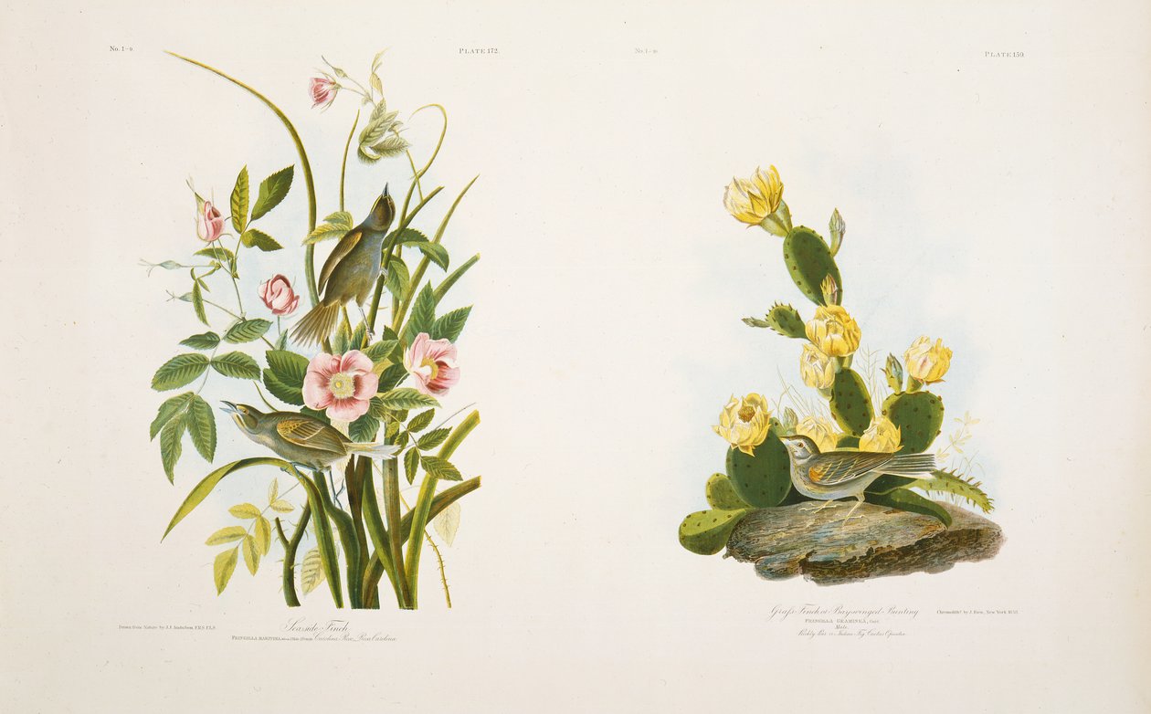 Seaside Finch - Grass Finch, ou Bay-Winged Bunting, após &39;Birds of America&39; de JJ Audubon de Julius Bien