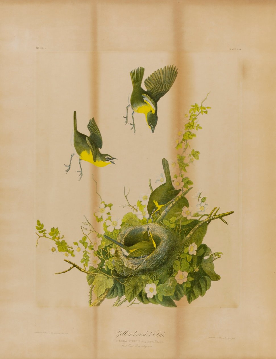 Papagaio-de-peito-amarelo de Julius Bien