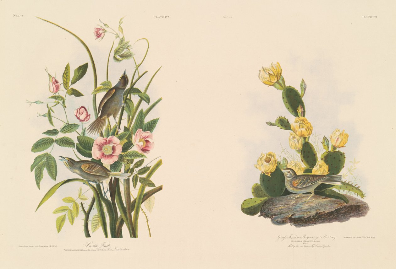 passarinho à beira-mar; e Grafs Finch ou Bay-Winged Bunting de Julius Bien after John James Audubon