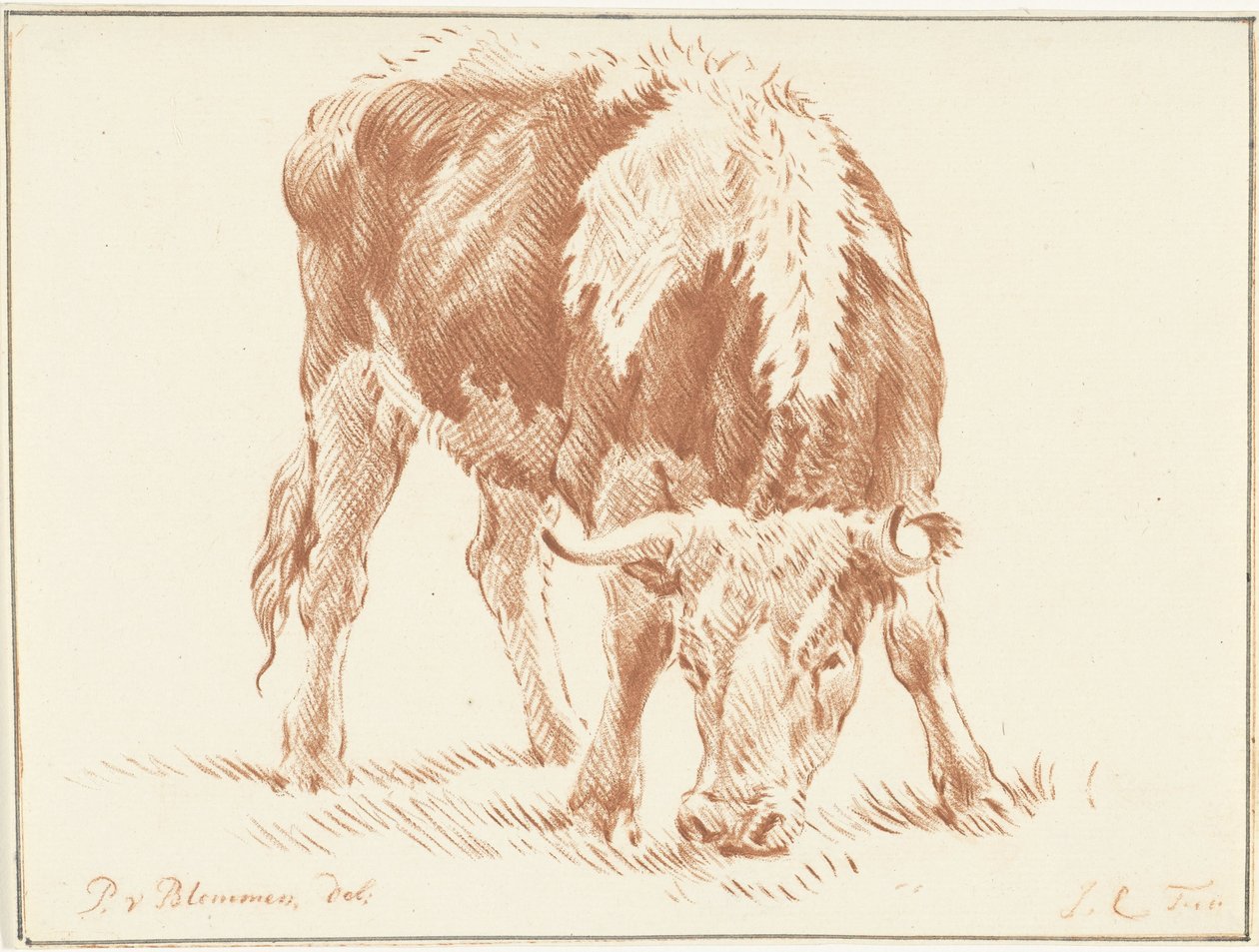 Grazende os de Jurriaan Cootwijck