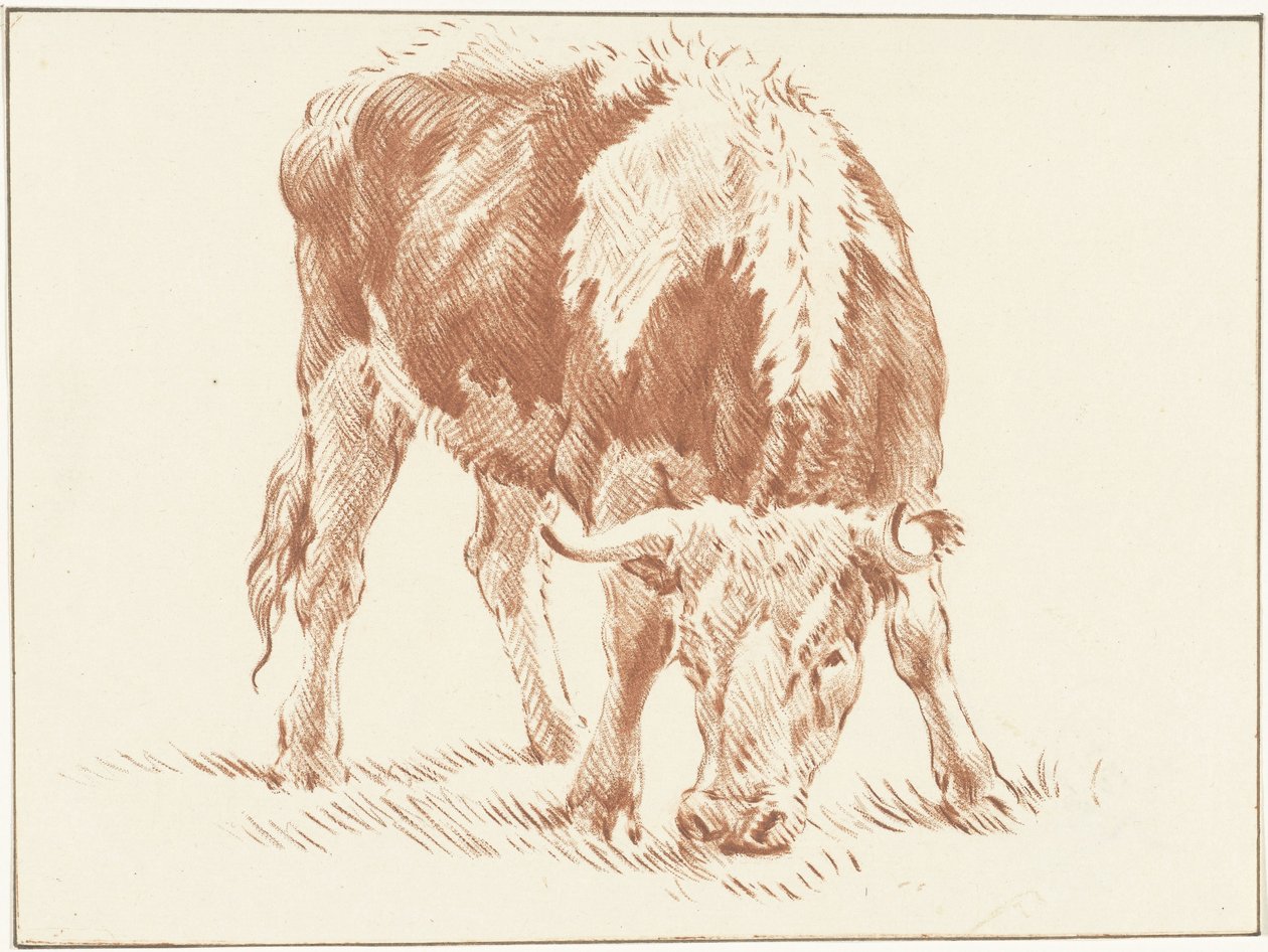 Grazende os de Jurriaan Cootwijck
