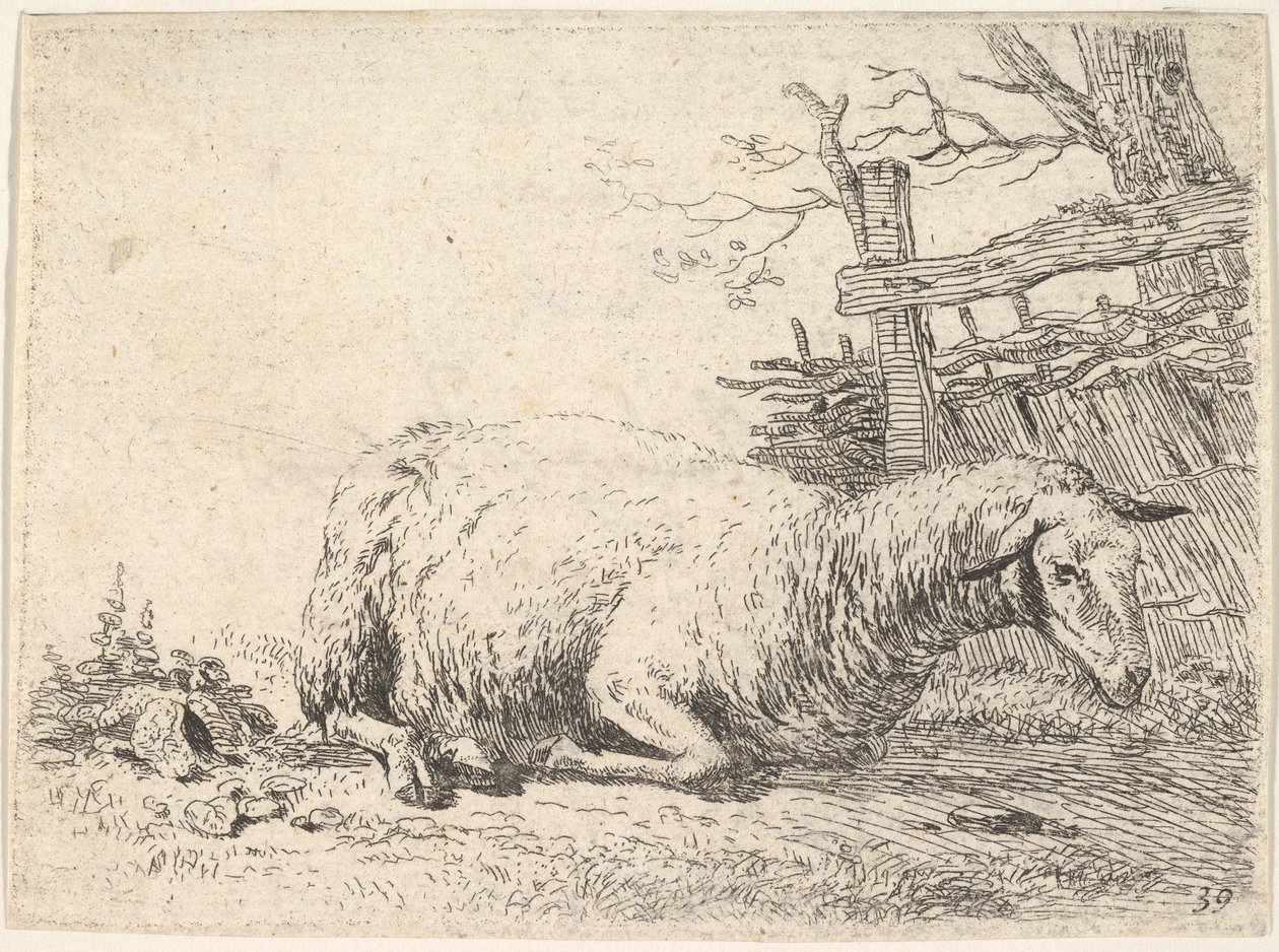 Uma ovelha deitada com as pernas dobradas sob o corpo, ao lado de uma cerca de madeira, ela ..., ca. 1655 de Karel Du Jardin
