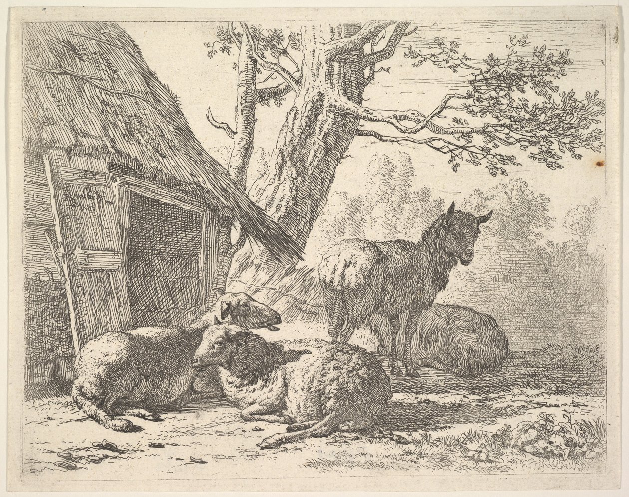 Quatro ovelhas, uma ovelha está entre outras três deitadas no chão ao lado de um galpão com po ..., 1658. de Karel Du Jardin