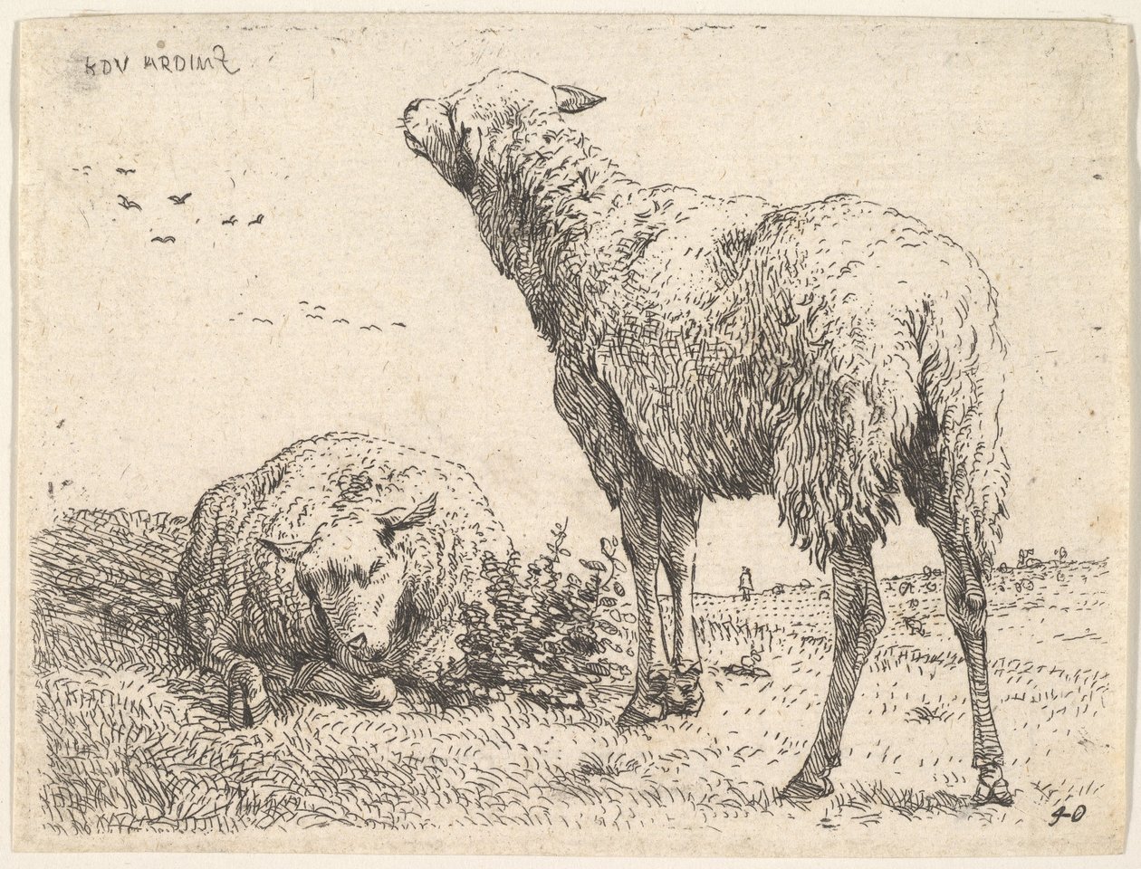 Duas ovelhas, uma mostrada frontalmente em uma posição reclinada, com as pernas dobradas por baixo ..., ca. 1655 de Karel Du Jardin
