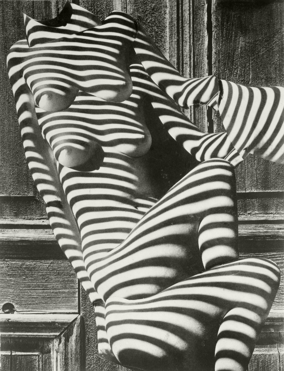 Senhoras Zebra de Karel Teige
