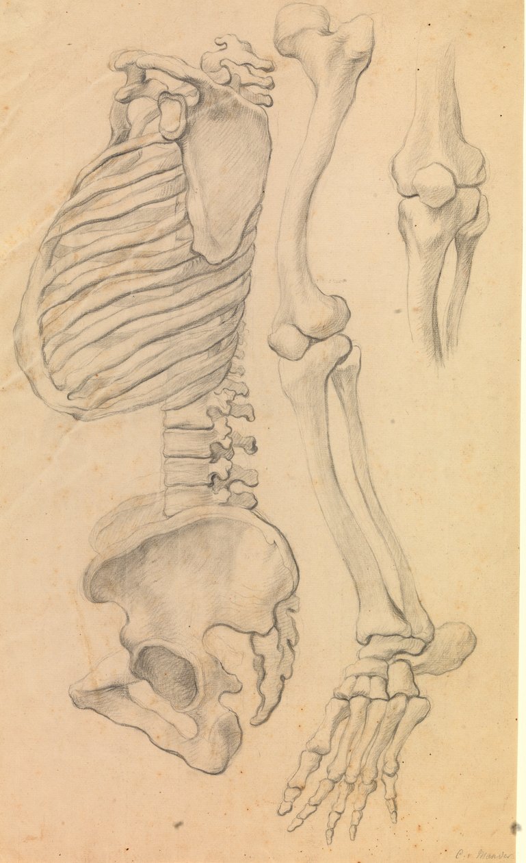 Coluna com tórax e pelve, perfil para a esquerda; também ossos da perna esquerda do quadril à ponta do dedo do pé e detalhe de um joelho. (1662?). de Karel van III Mander