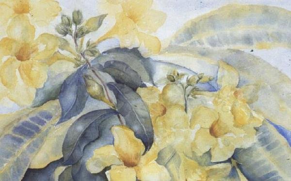 Alamanda ou sinos amarelos de Karen Armitage
