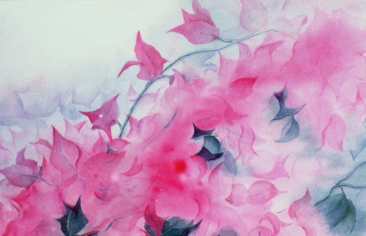 Bougainvillea de Karen Armitage