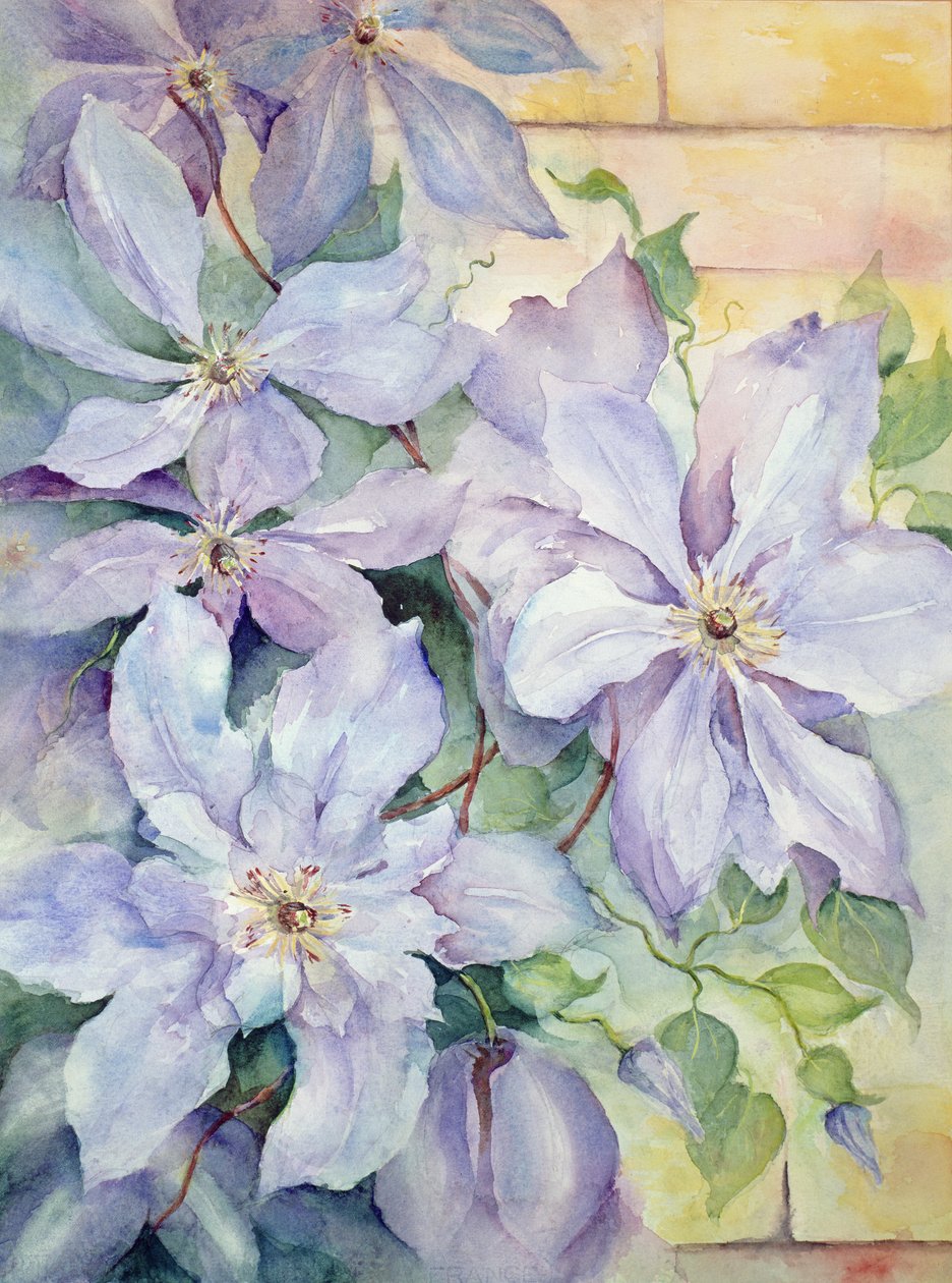 Clematis, o presidente de Karen Armitage