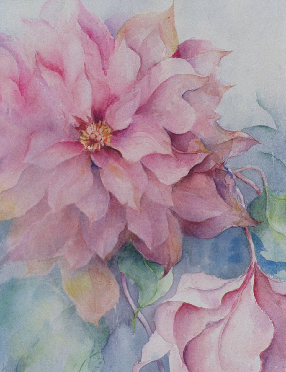 Clematis Vyvyan Penell de Karen Armitage