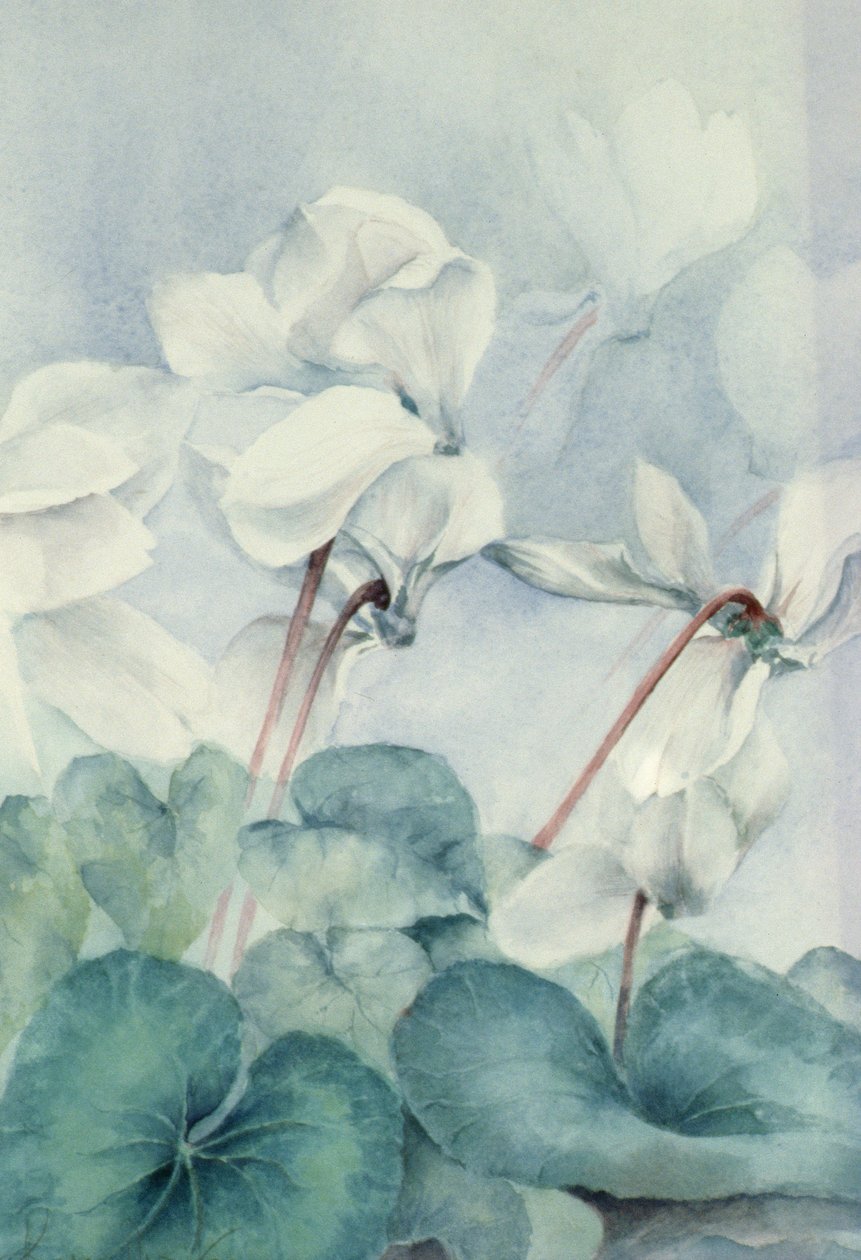 Cyclamen, Triumph White de Karen Armitage