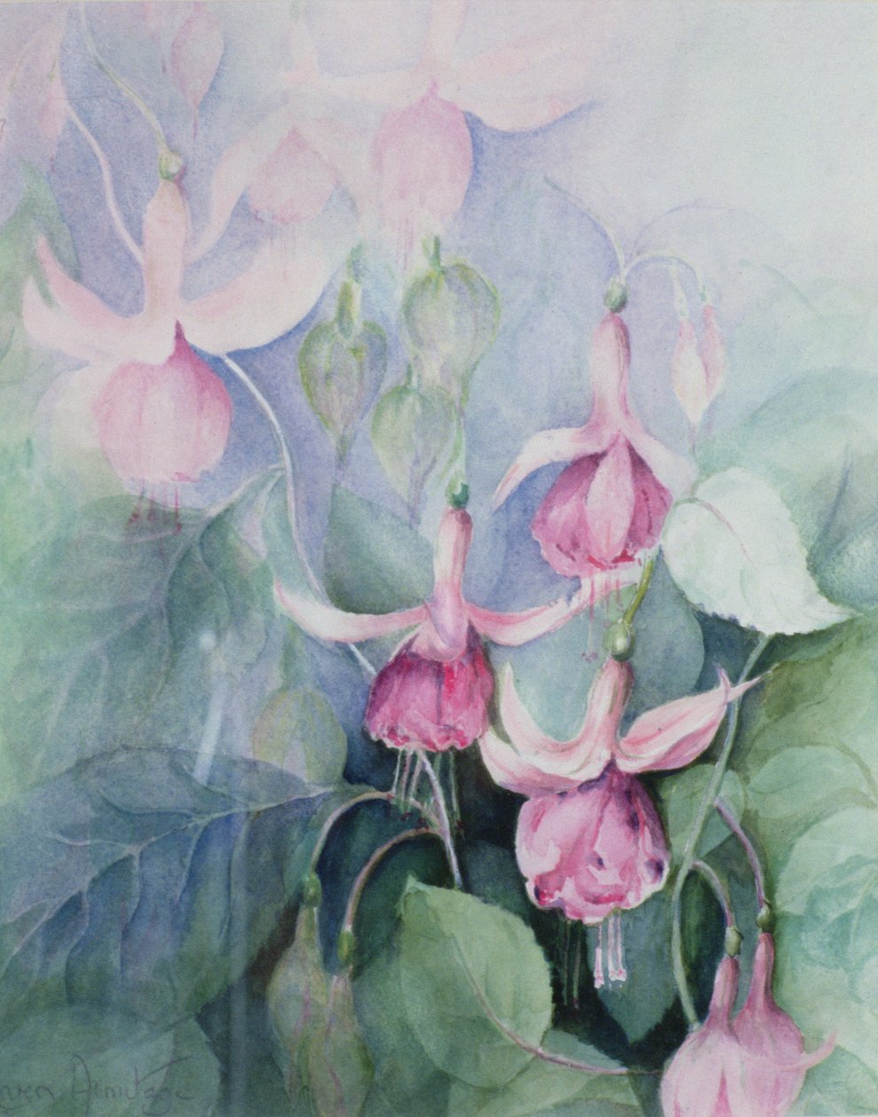 Fuschia, cocheiro rosa de Karen Armitage