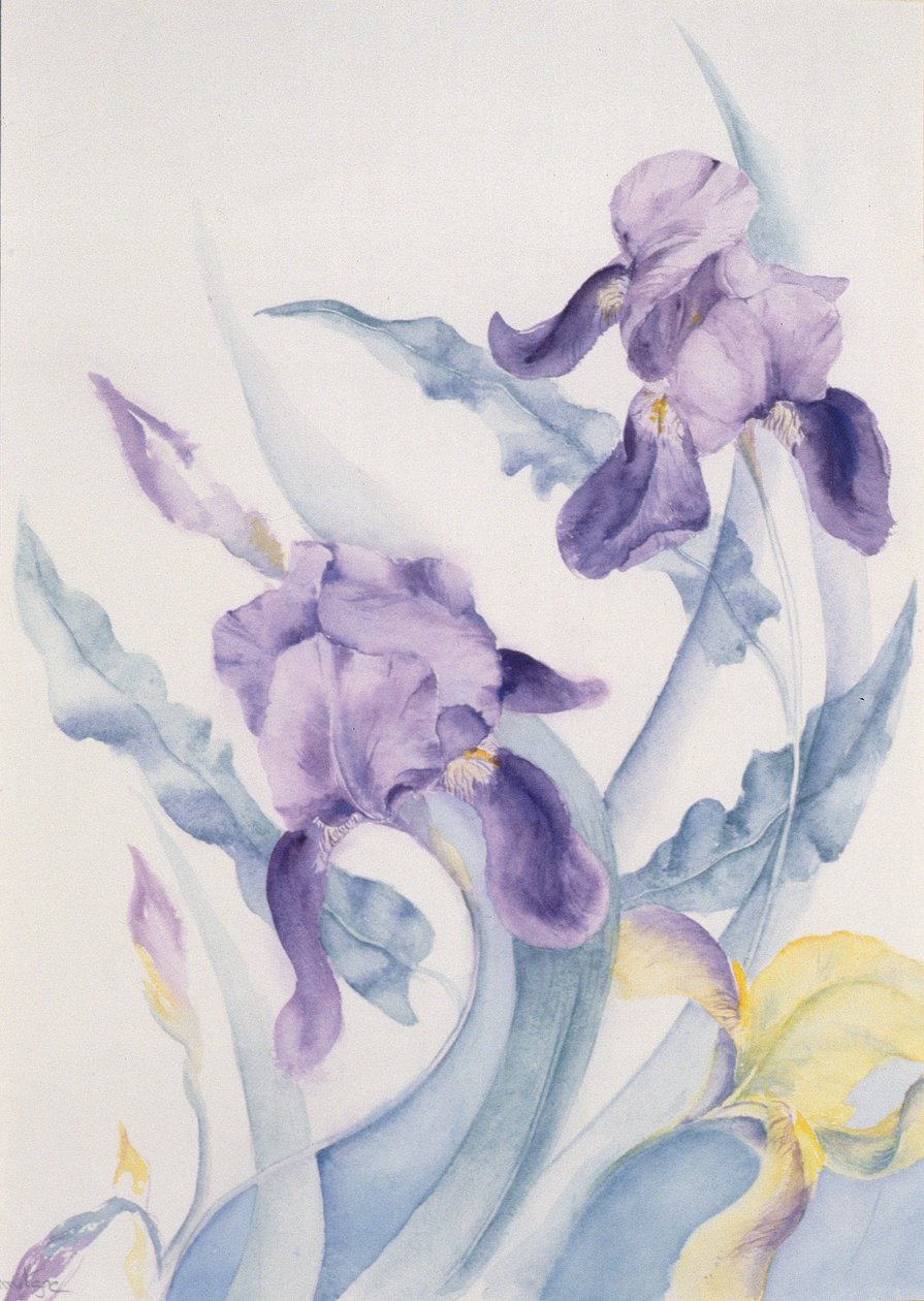 Íris, azul grande de Karen Armitage