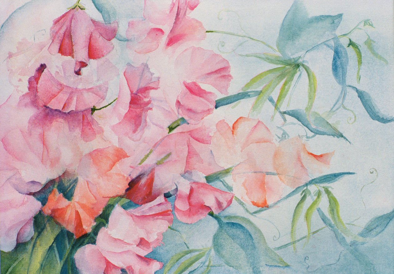 Lathyrus Odoratus, ervilha-de-cheiro (horizontal) de Karen Armitage