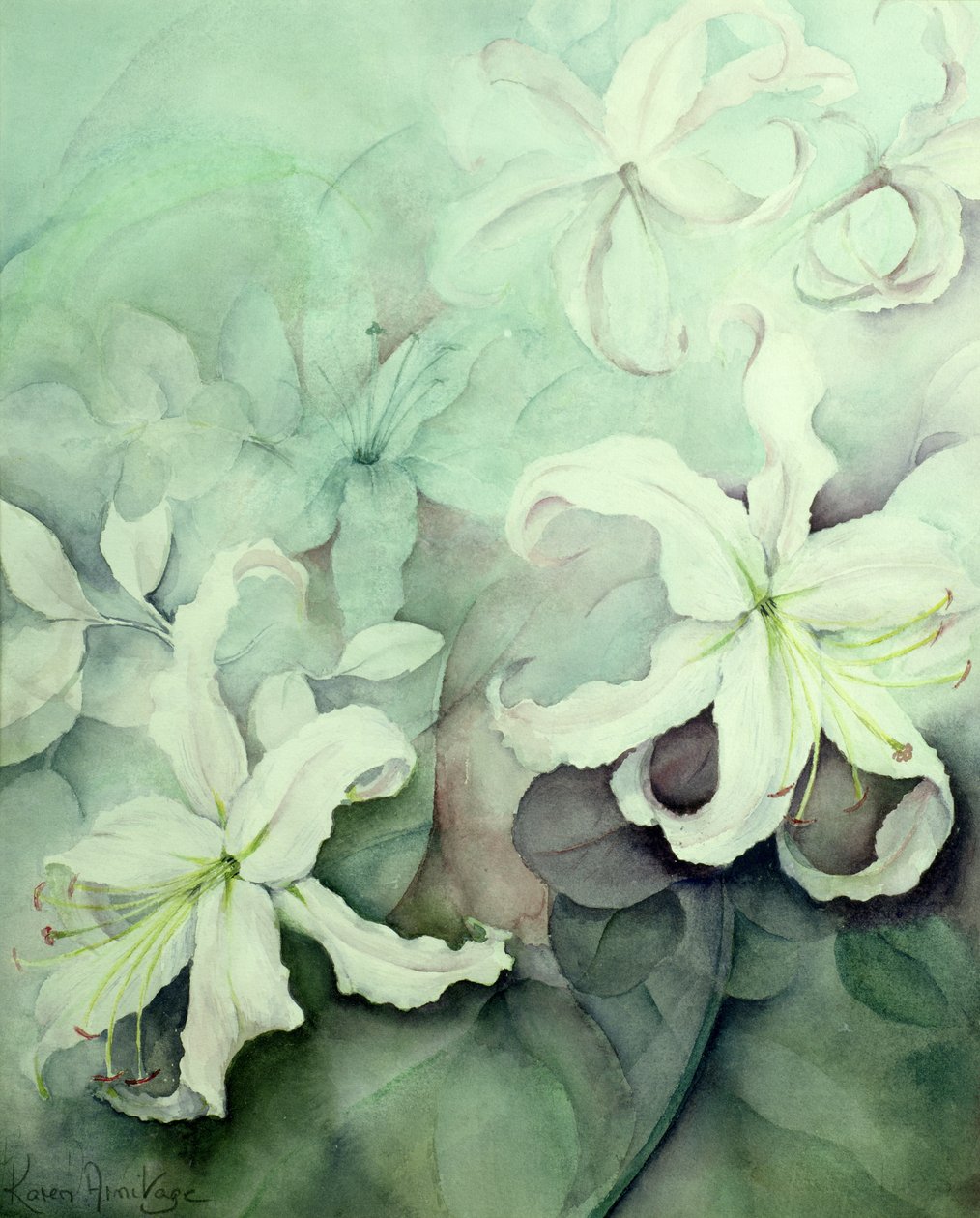Lírios, FRCPE branco de Karen Armitage