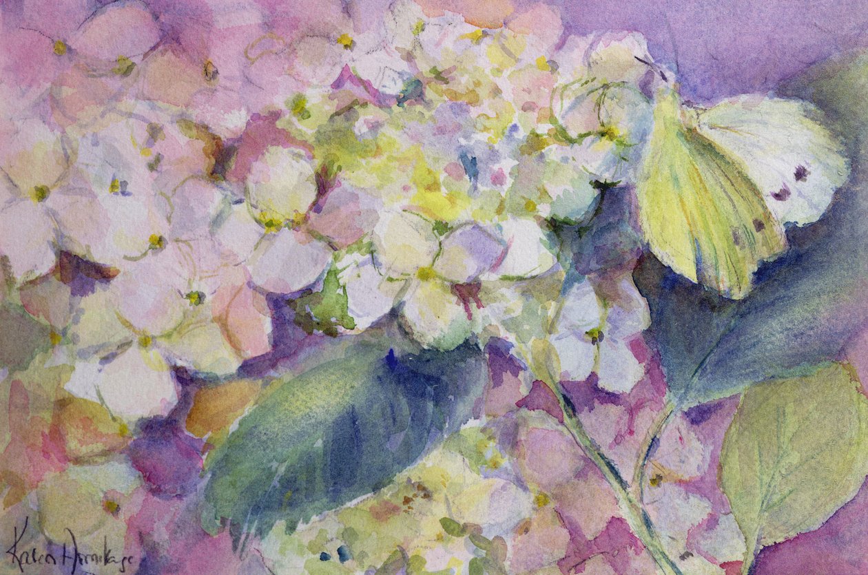 Borboleta amarela nublada pálida, Colias Hyale na hortênsia de Karen Armitage
