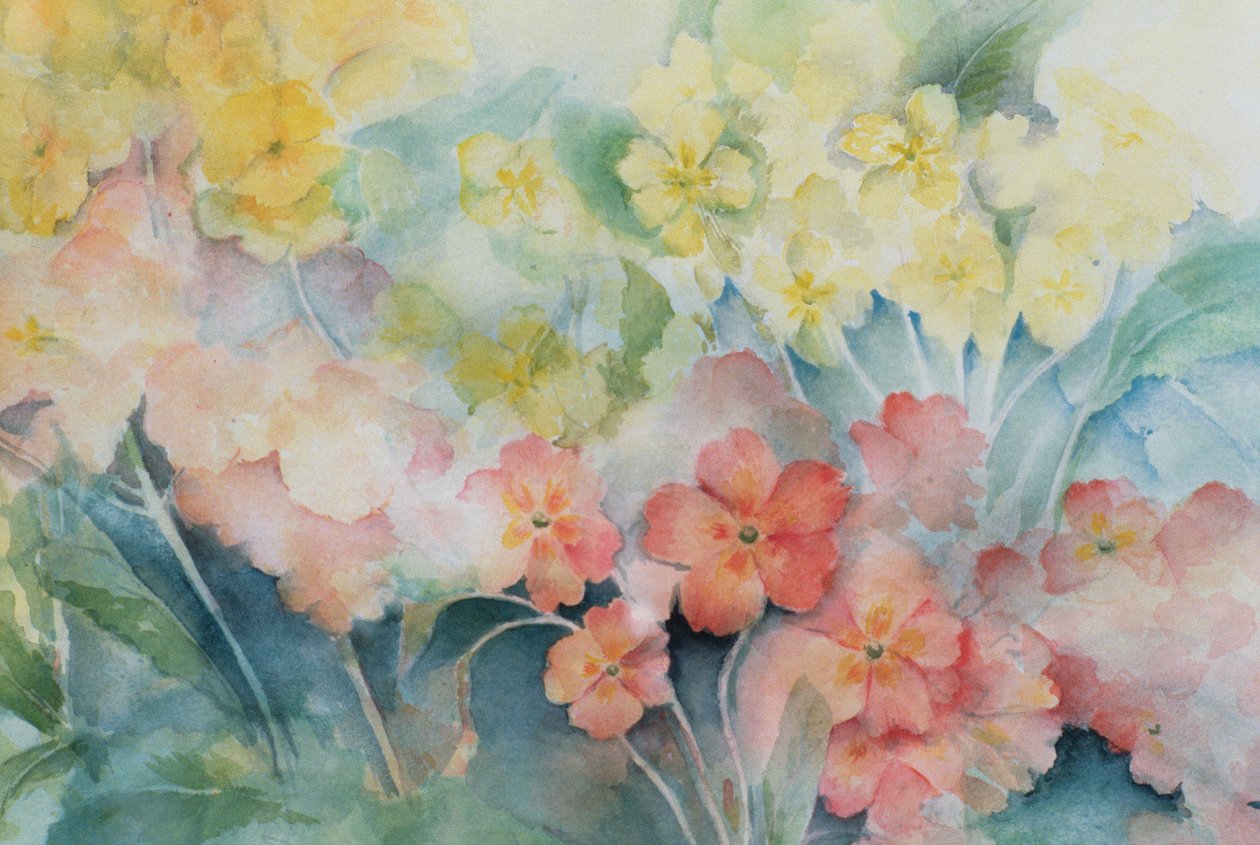 Polyanthus, híbridos mistos de Karen Armitage