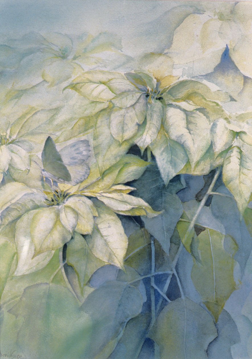 Poinsétia Branca (vertical) de Karen Armitage
