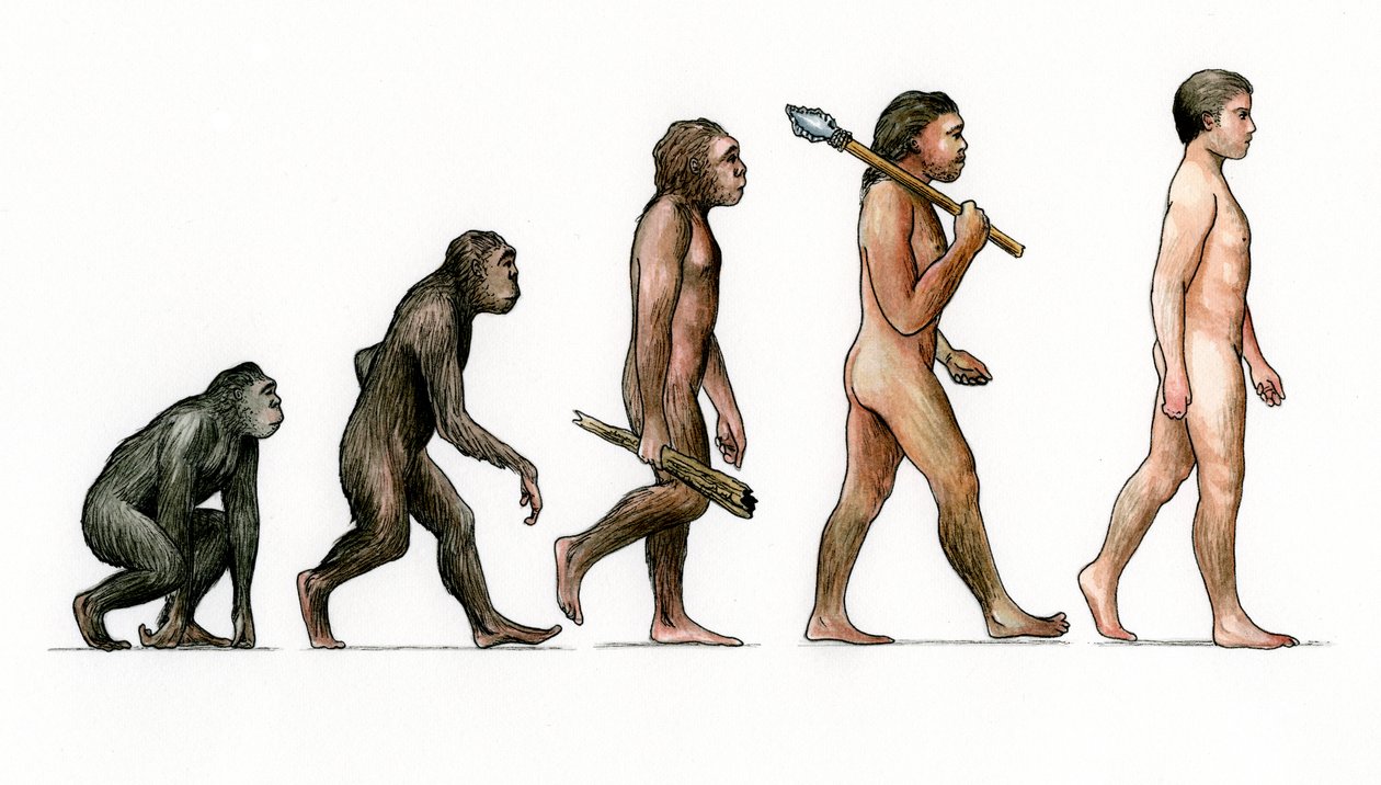 Evolução do Homem de Karen Humpage