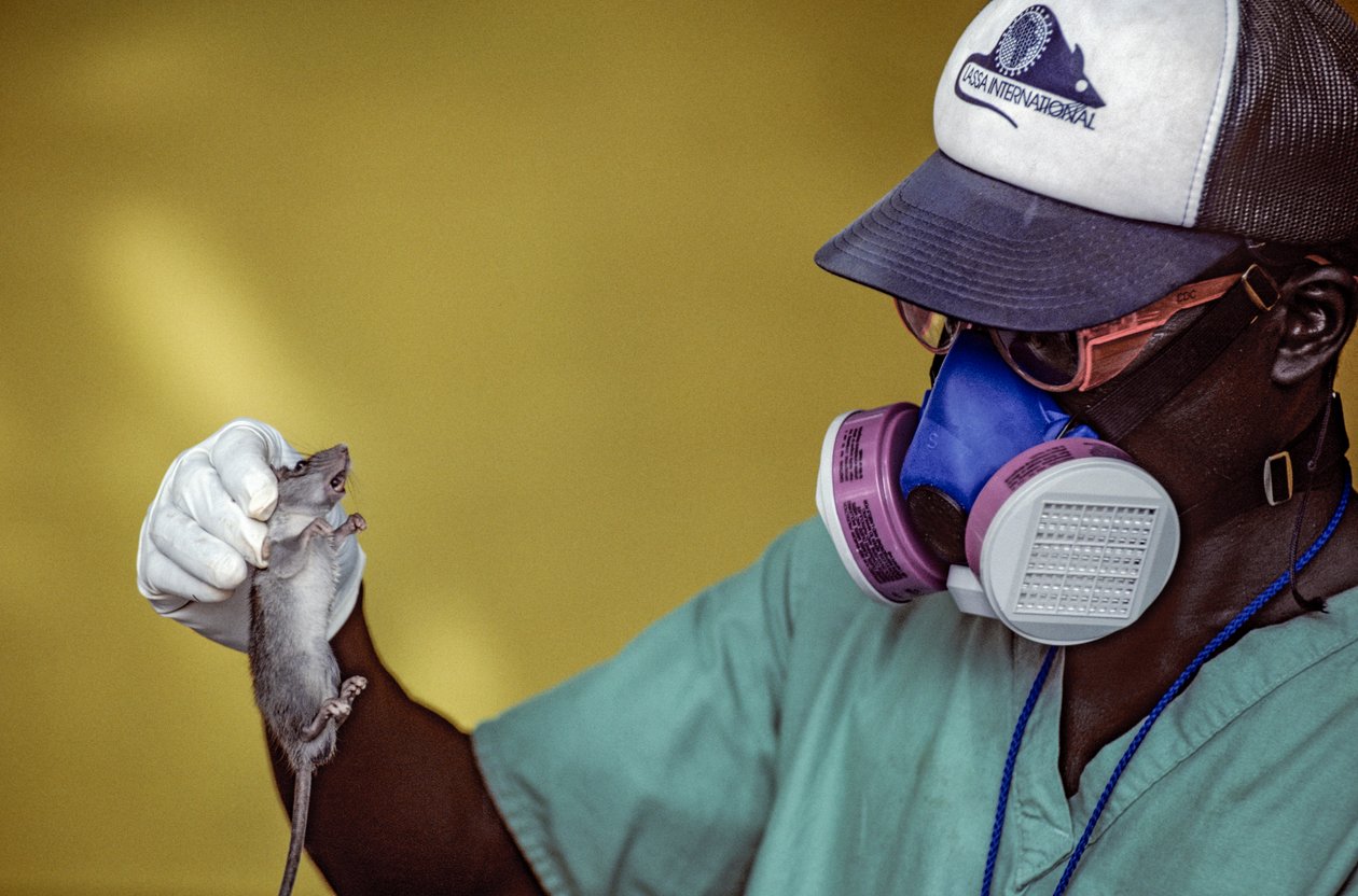 Técnico de laboratório segura um rato de Lassa e usa uma máscara facial para evitar contrair a febre de Lassa. de Karen Kasmauski