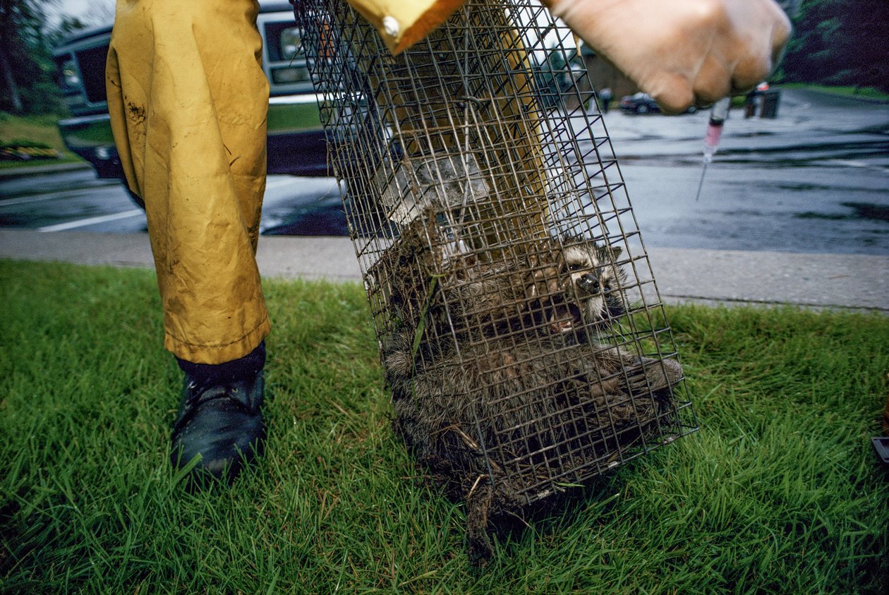 Vacinação anti-rábica, 2005 (foto) de Karen Kasmauski