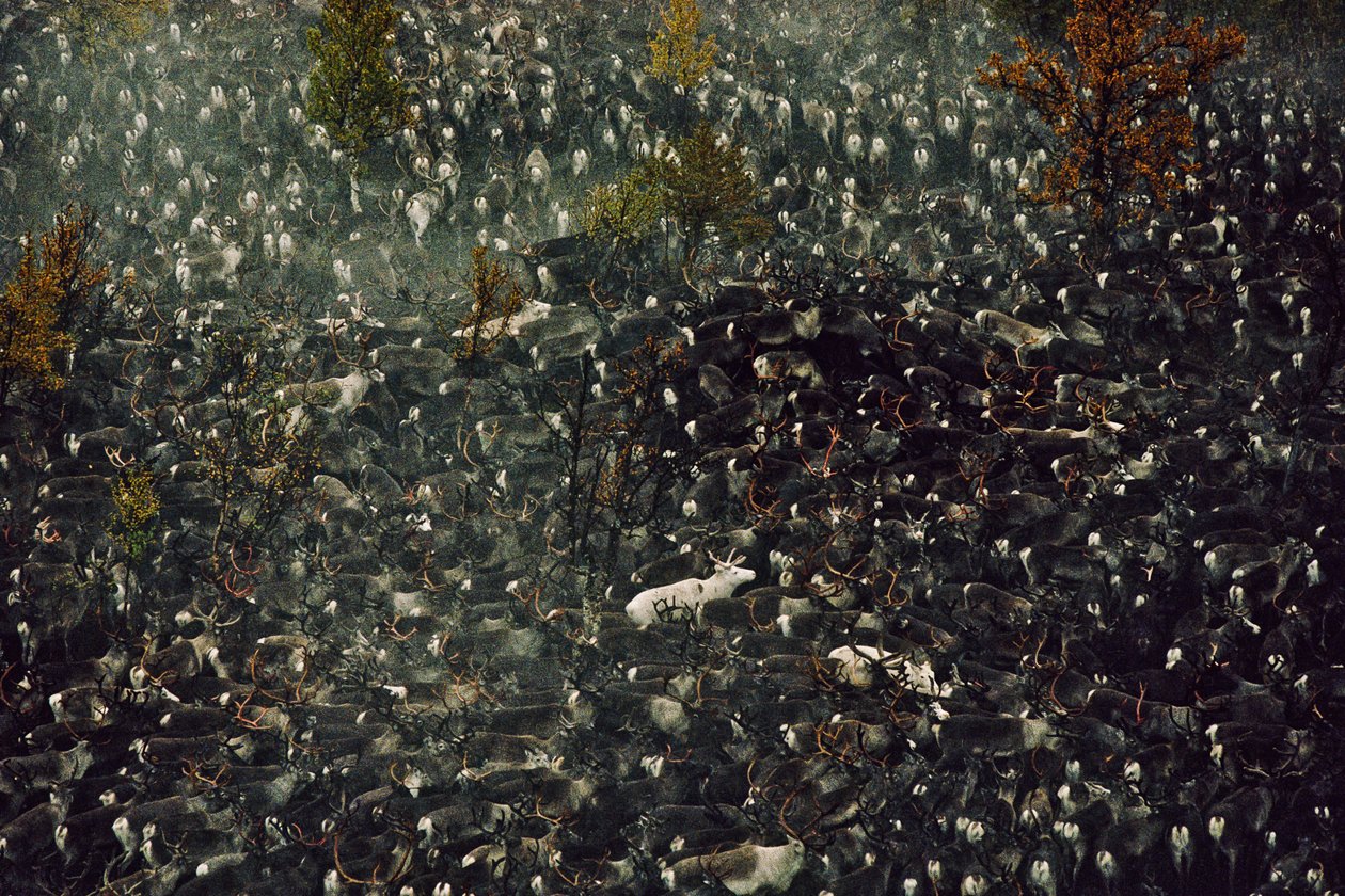 Renas contaminadas pela radiação de Chernobyl (foto) de Karen Kasmauski