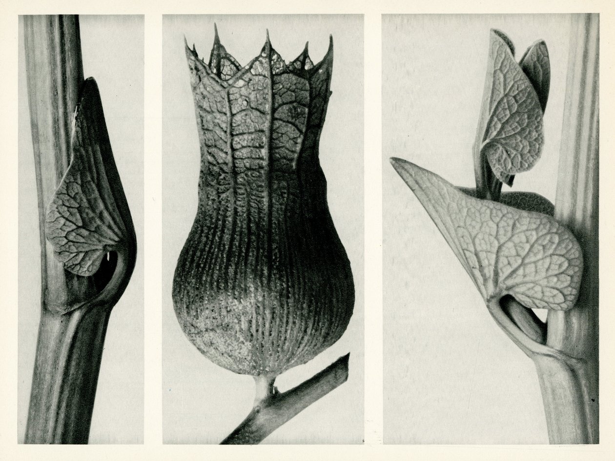 Aristolochia Clematitis. 1929 (fotogravura) de Karl Blossfeldt