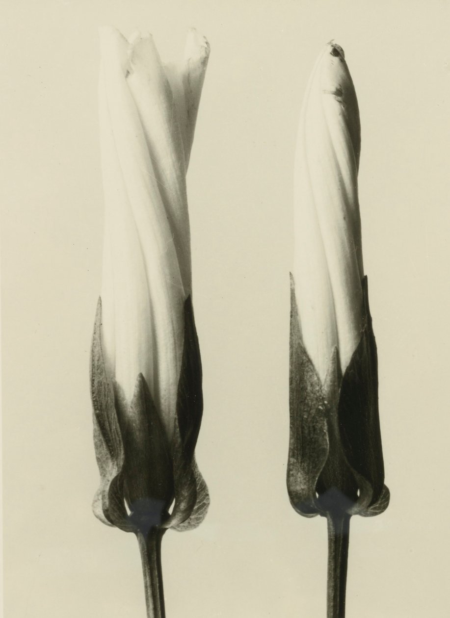 Calystegia sepium, 1929 (fotogravura) de Karl Blossfeldt
