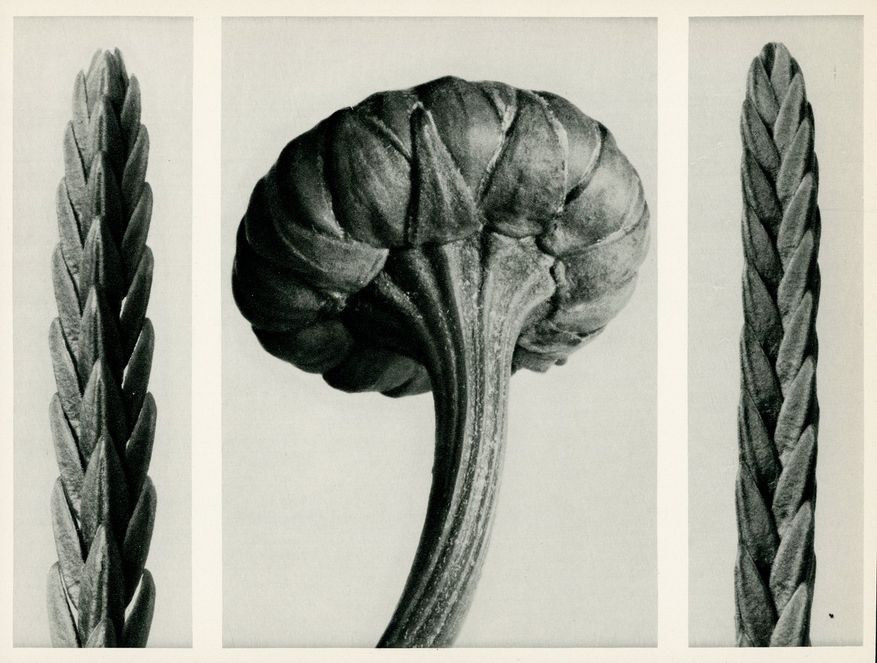 Cassiope Tetragona. 1929 (fotogravura) de Karl Blossfeldt